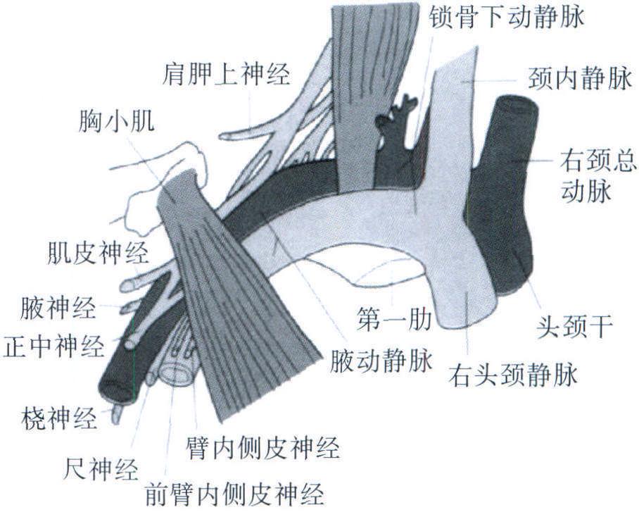 五、胸廓出口綜合征的檢查